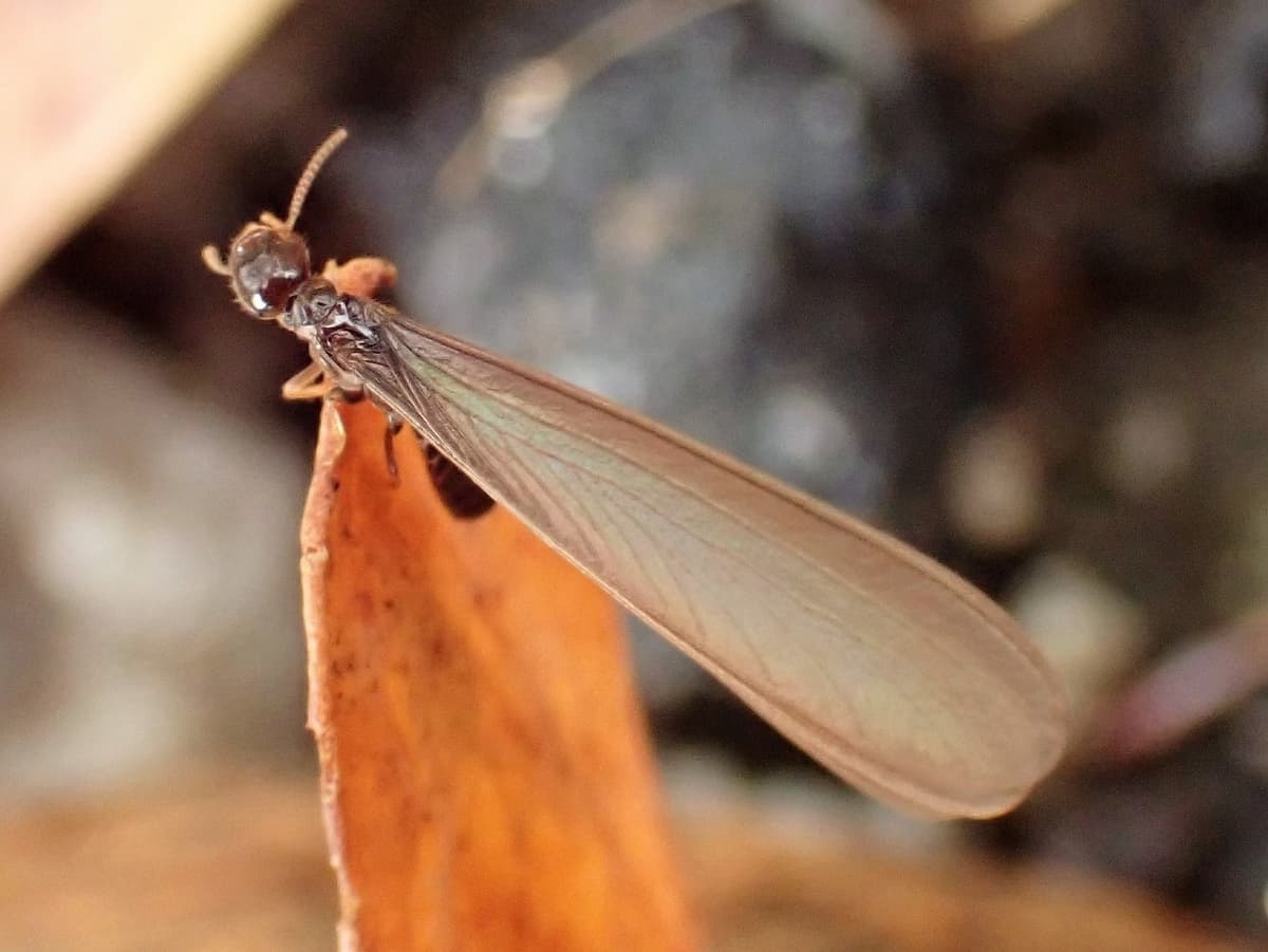Coptotermes acinaciformis, a common Australian subterranean termite
